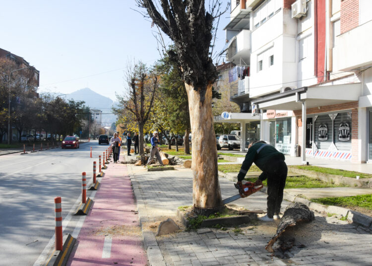 „Комуналец“ започна есенска акција за кроење и обновување на дрворедите во Струмица