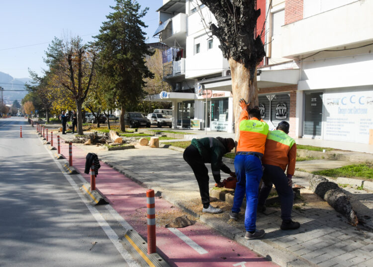 „Комуналец“ започна есенска акција за кроење и обновување на дрворедите во Струмица