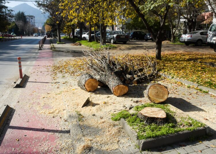 „Комуналец“ започна есенска акција за кроење и обновување на дрворедите во Струмица