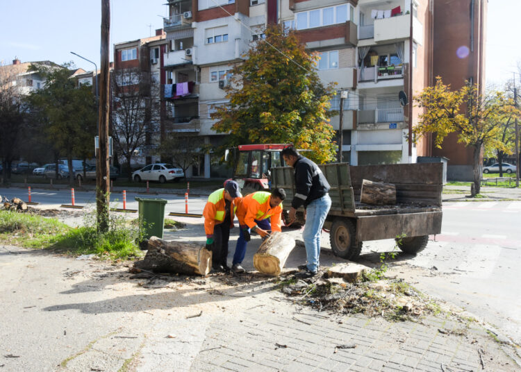 „Комуналец“ започна есенска акција за кроење и обновување на дрворедите во Струмица
