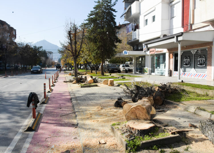 „Комуналец“ започна есенска акција за кроење и обновување на дрворедите во Струмица