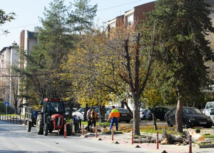 „Комуналец“ започна есенска акција за кроење и обновување на дрворедите во Струмица