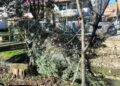 Силен ветер беснее во Струмица – откорнато дрво покрај поројот „Крушевска Република“