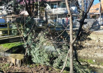 Силен ветер беснее во Струмица – откорнато дрво покрај поројот „Крушевска Република“