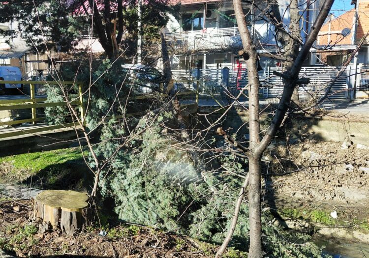 Силен ветер беснее во Струмица – откорнато дрво покрај поројот „Крушевска Република“
