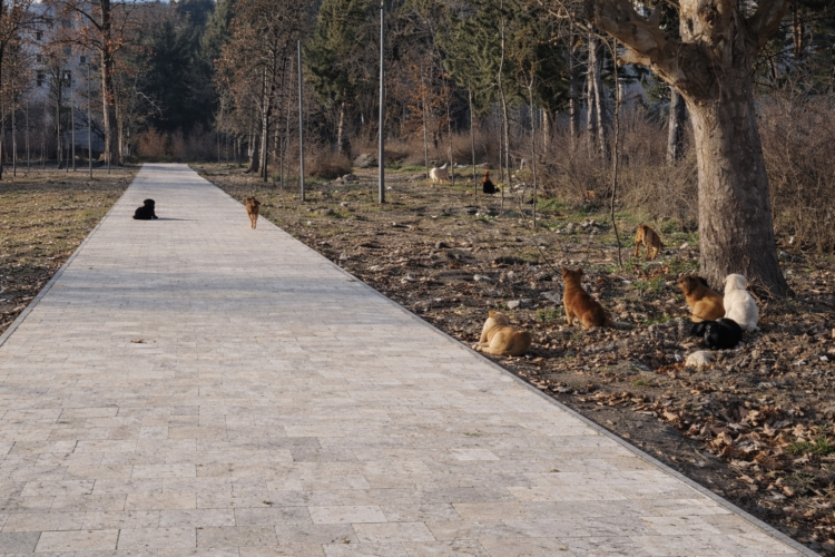 Граѓани од Карпош маало алармираат: Кучињата скитници сериозна опасност во паркот во близина на Детската градинка „Виножито“